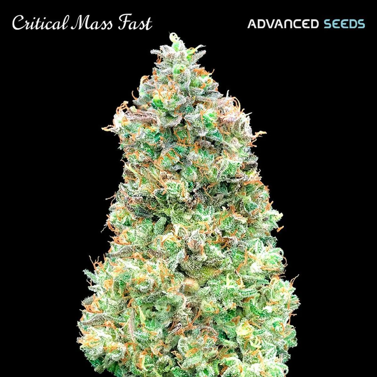 Critical Mass Fast
