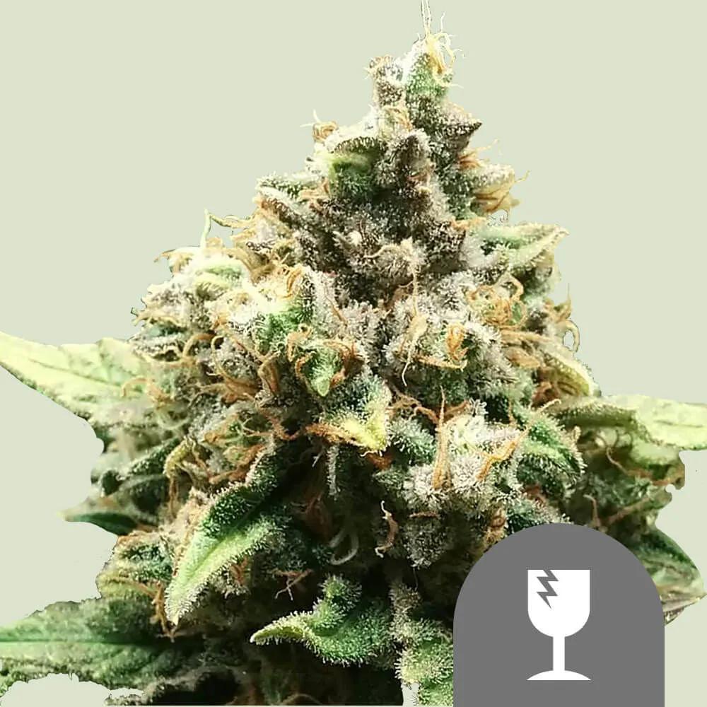 Critical