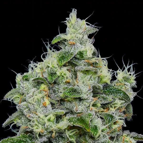 Dankberry