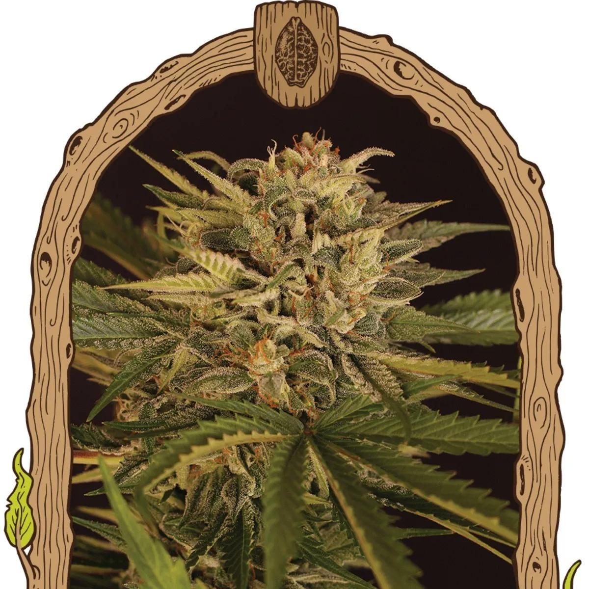 Doctor Greenman Pure CBD