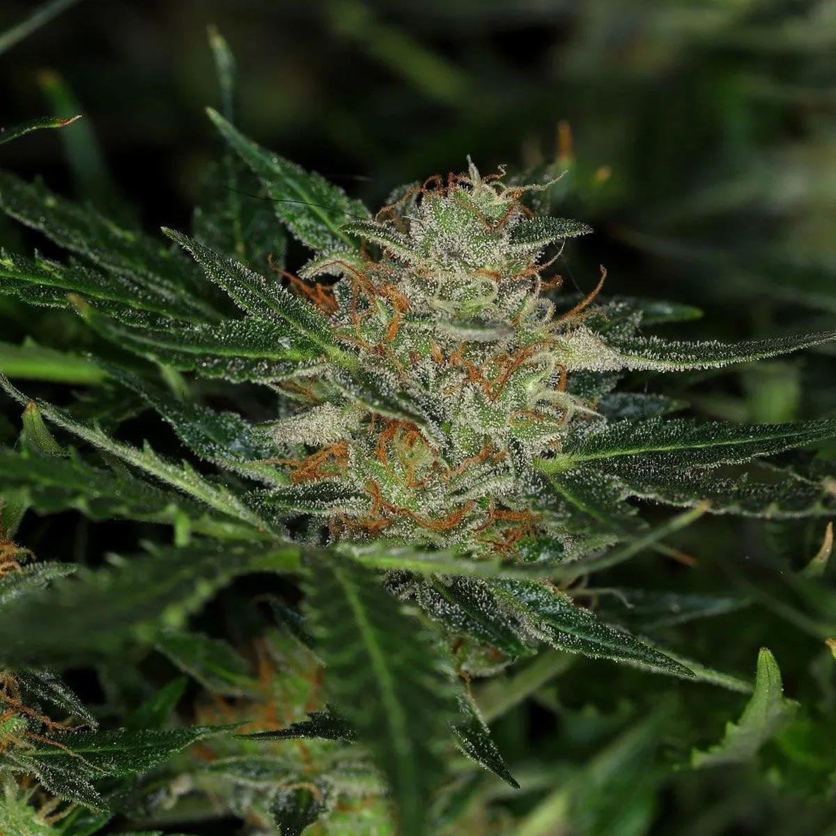 Dream Sherbet