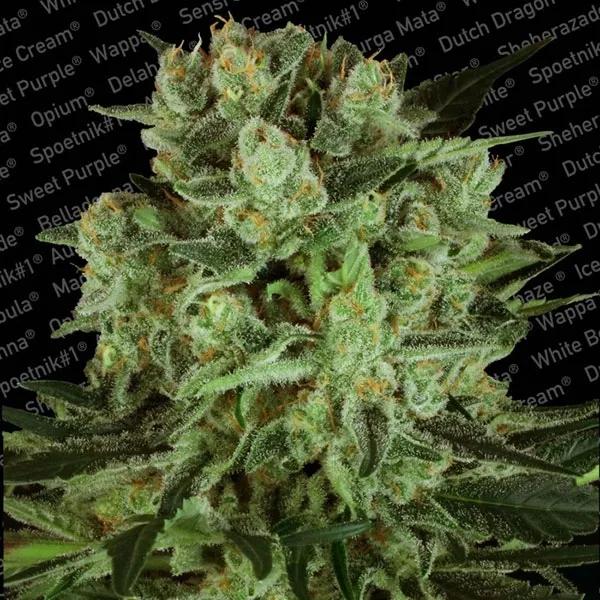 Durga Mata II CBD