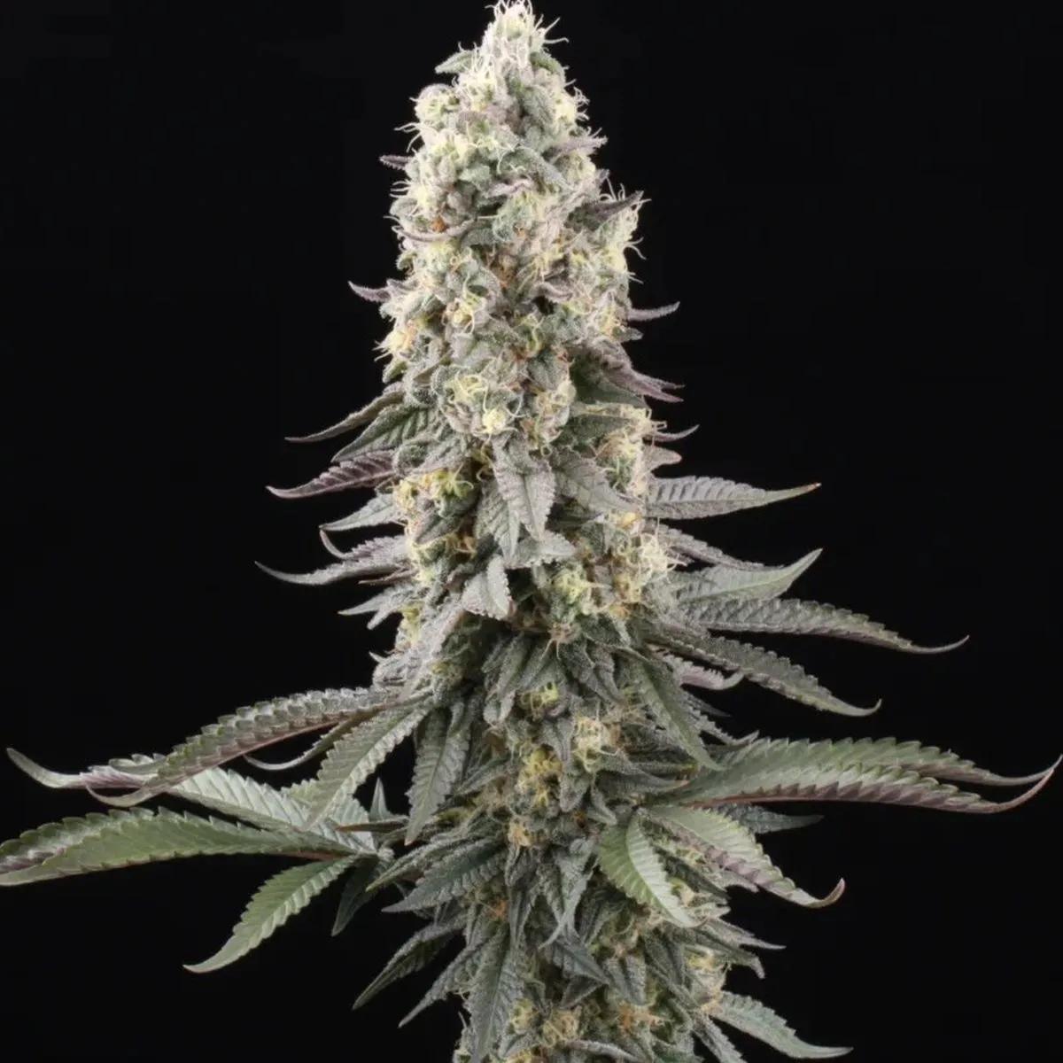 El Dorado OG
