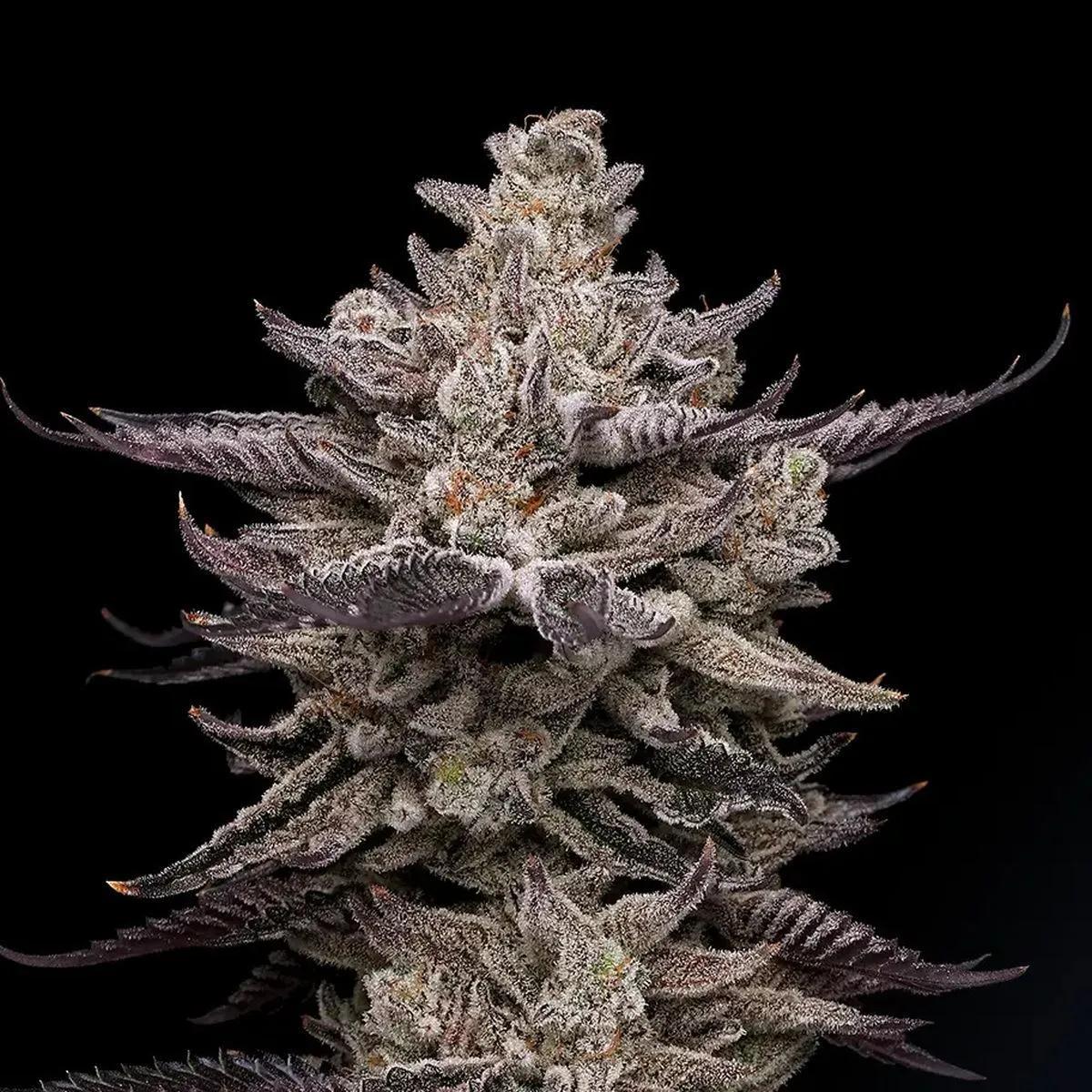 El Valle Haze