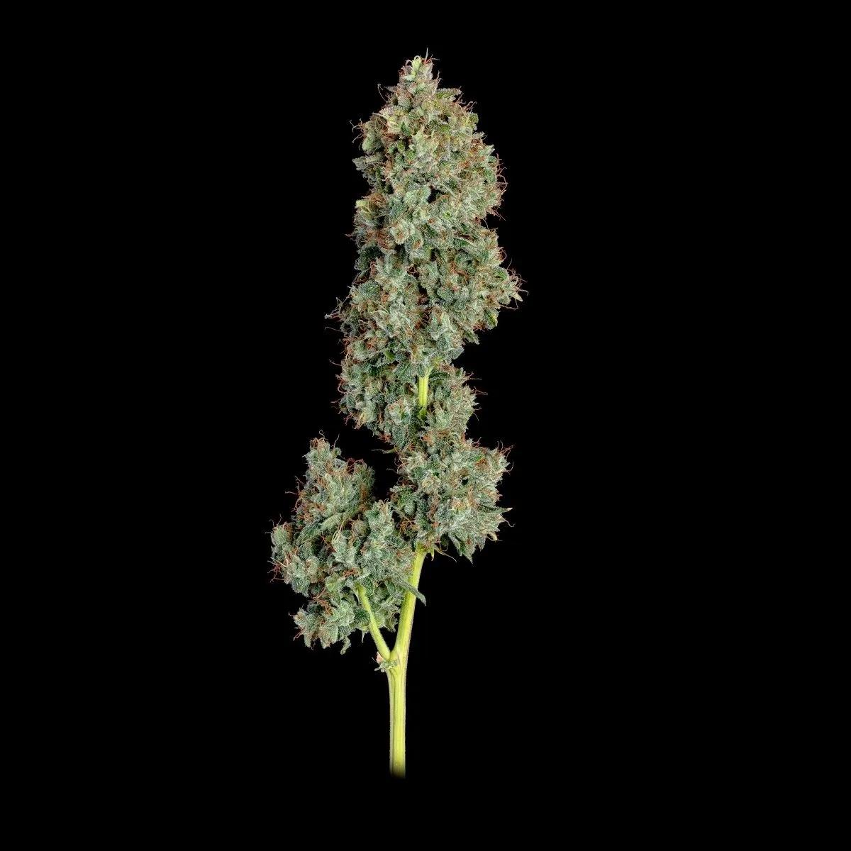 Everglades OG
