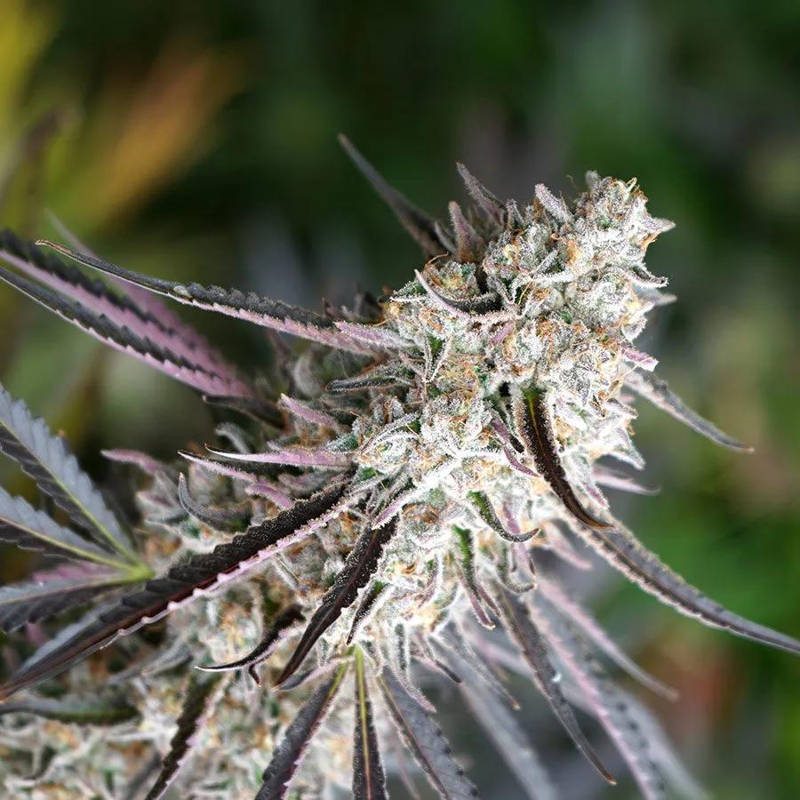 Florida Gaspack (Humboldt Seed Organization)
