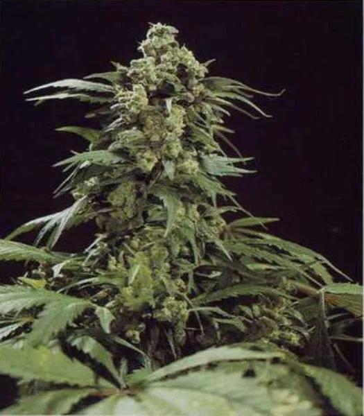 G13 x Skunk