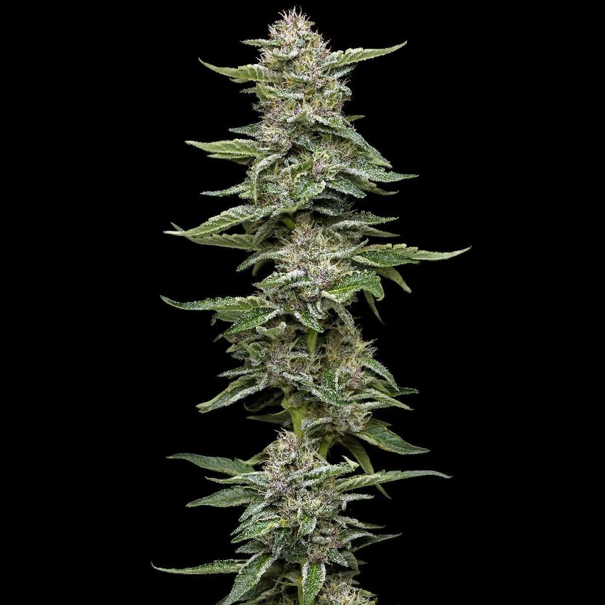 Garlic Budder