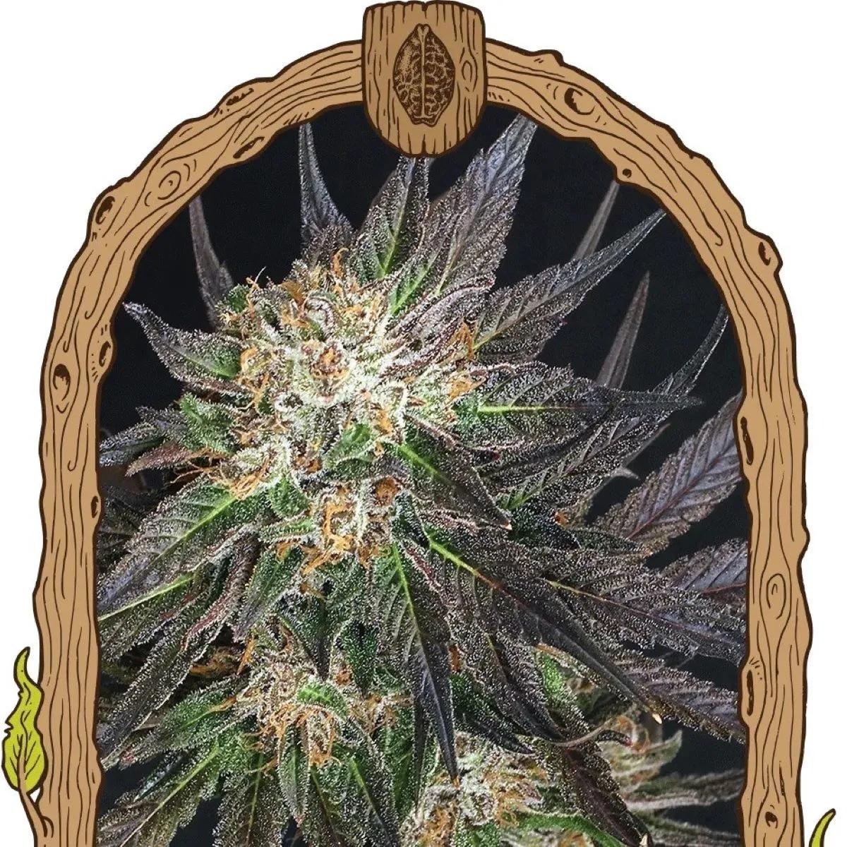 Georgia Cream (Exotic Seed)