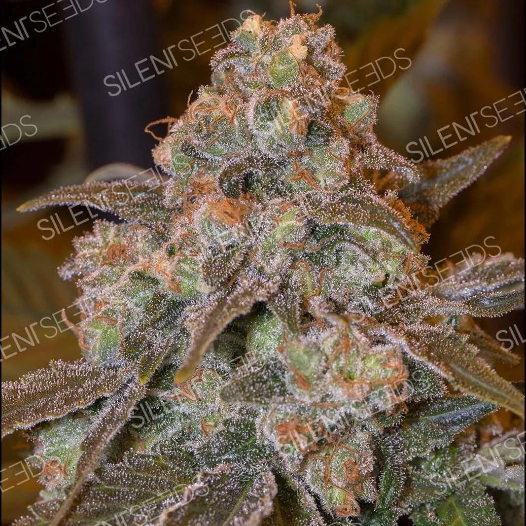 Gorilla Frost