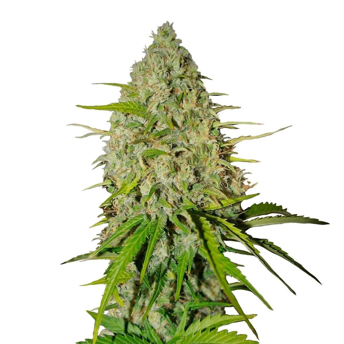Grapefruit Auto