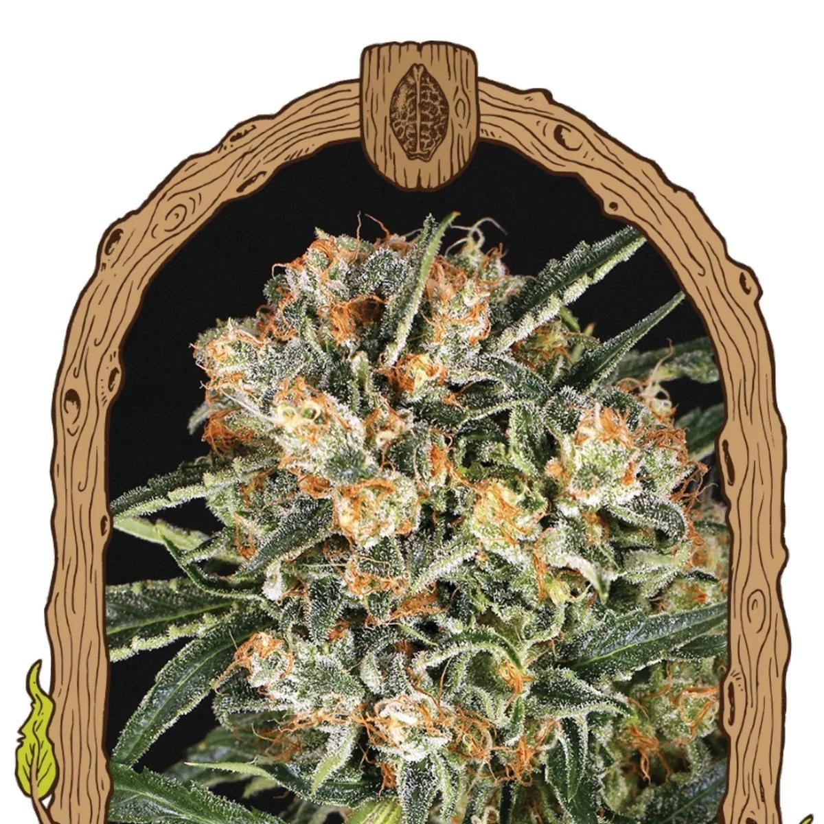 Hippie Therapy CBD