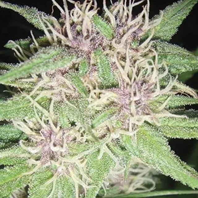 Jack Herer