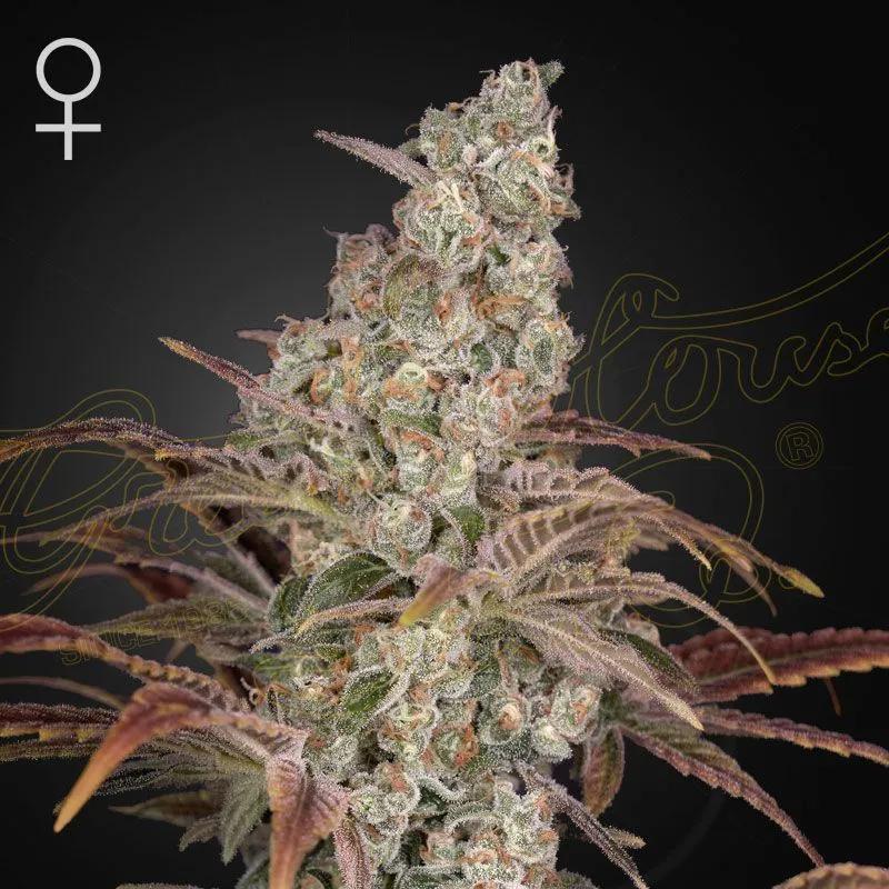 Jack's Dream