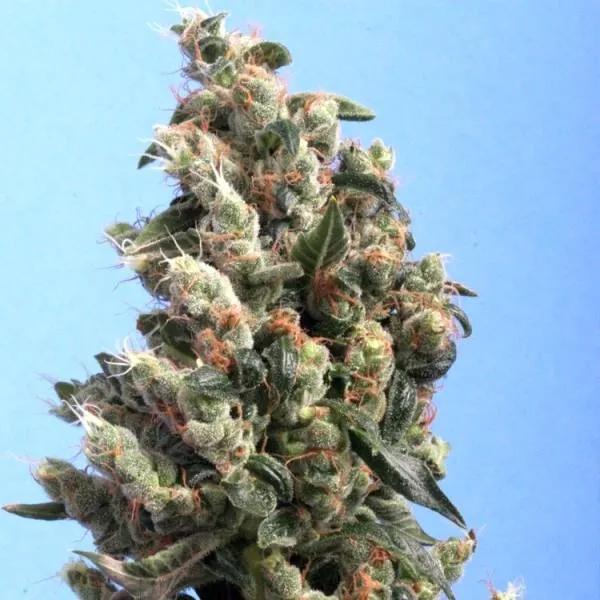Kushage