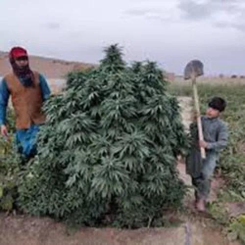Logar