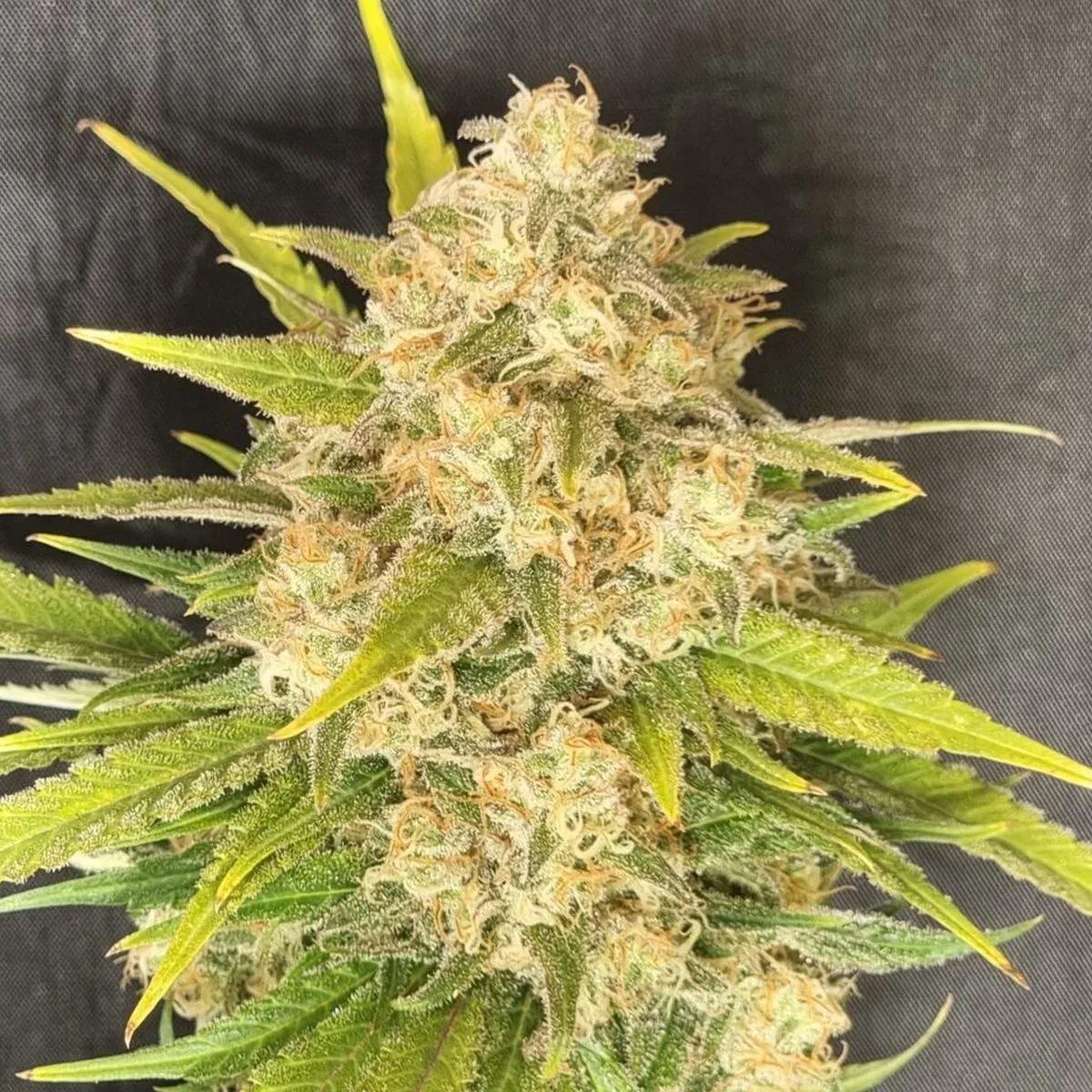Melon Gum