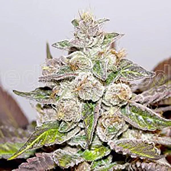 Mendocino x Purple Kush