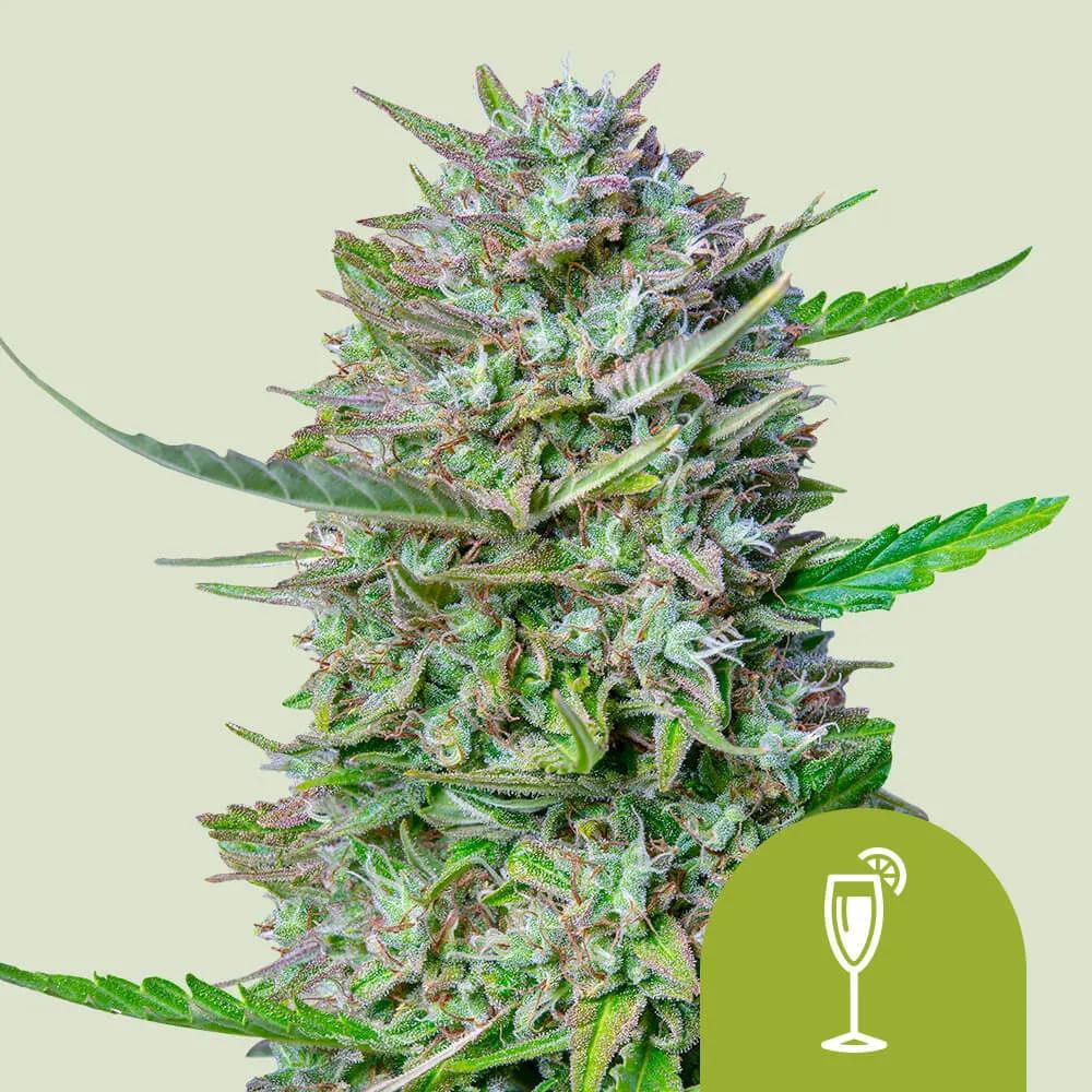Mimosa