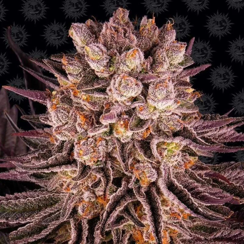 Mimosa x Orange Punch
