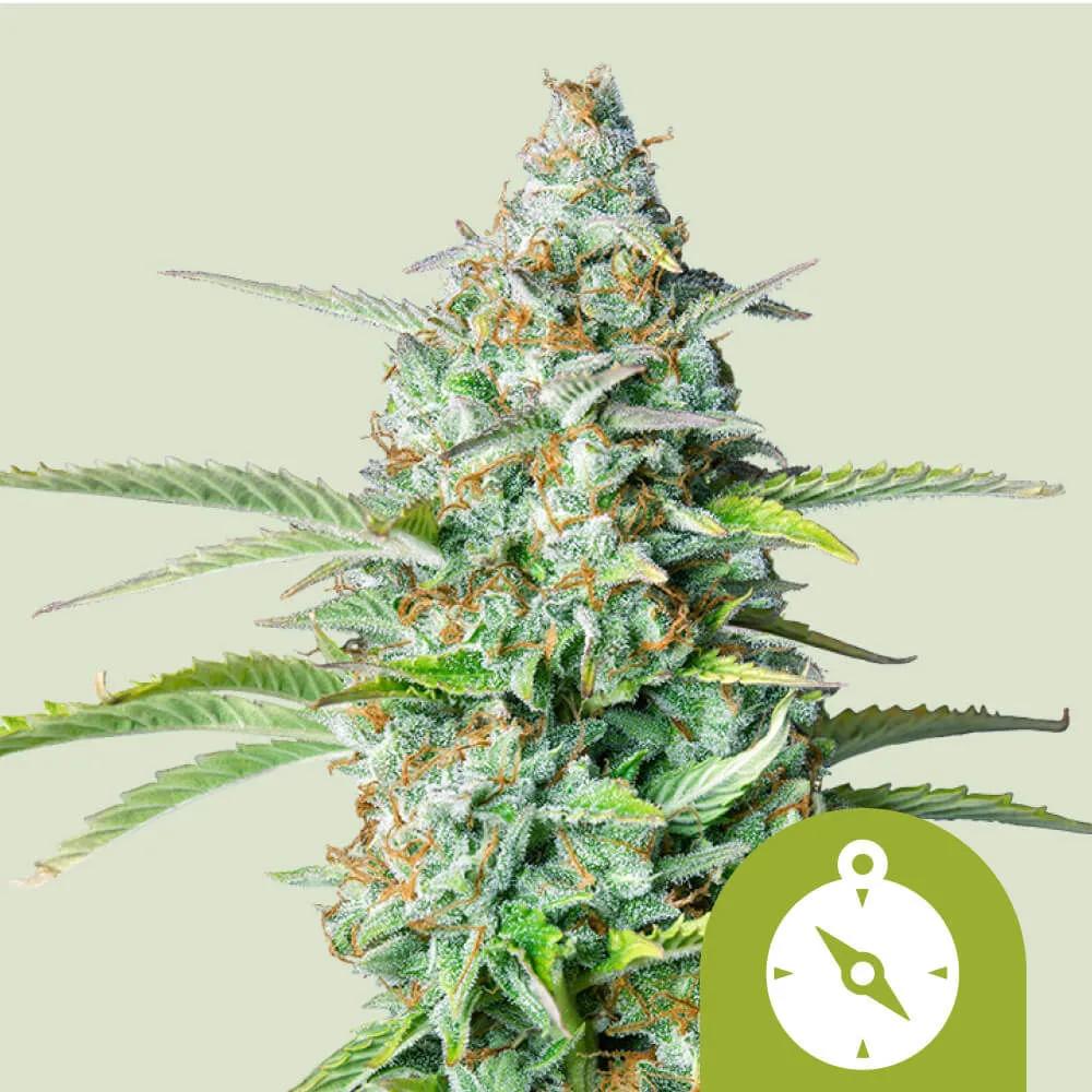 Northern Light Autoflower