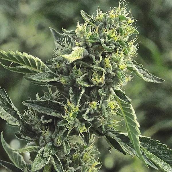 OG Kush