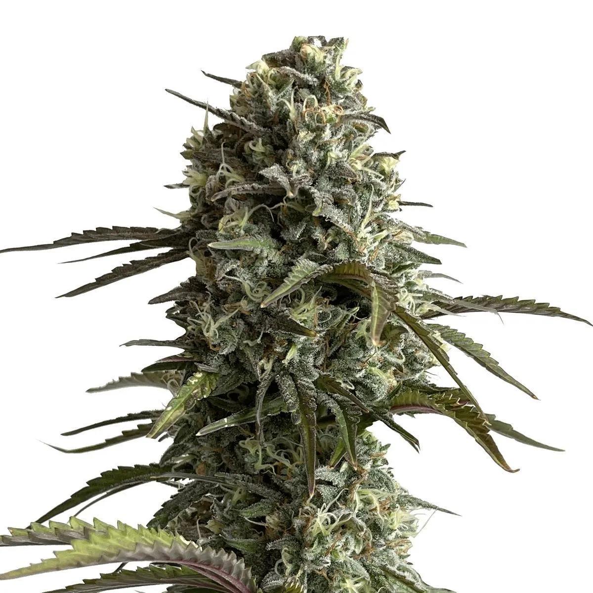 Original Auto Skunk