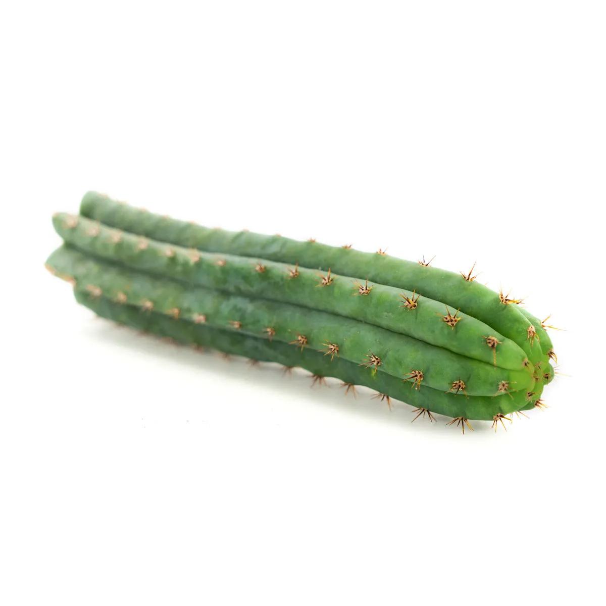 Peruvian Torch