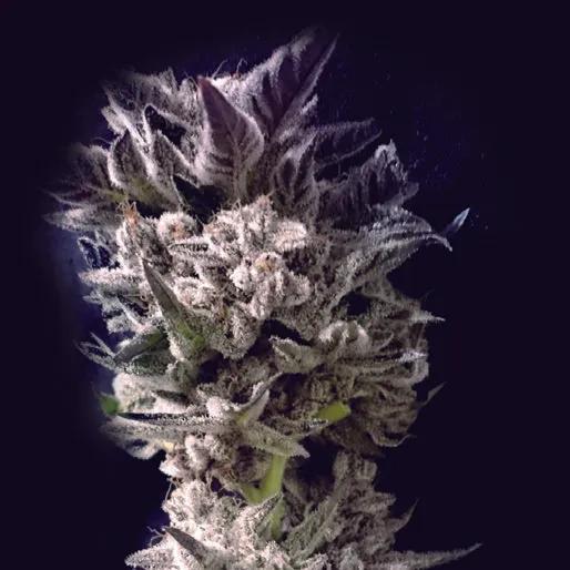 Petro $ OG