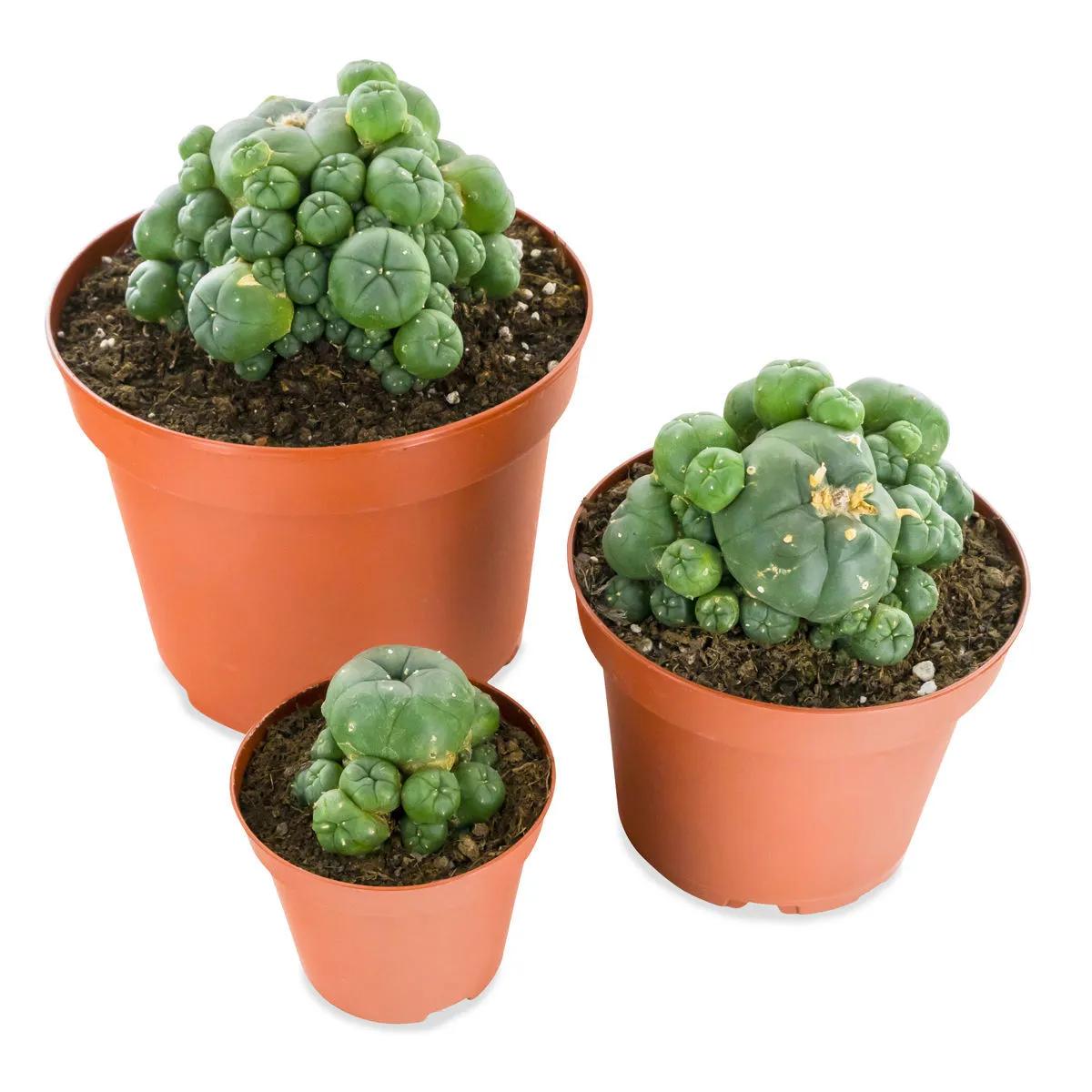 Peyote med skott
