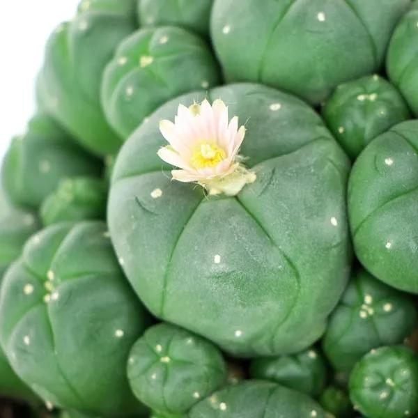 Peyote med skott