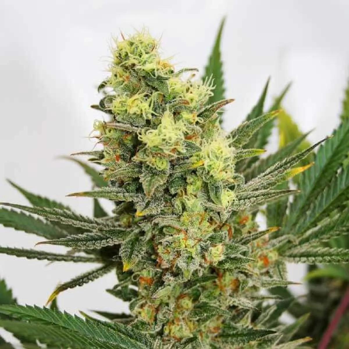 Pineapple Amnesia