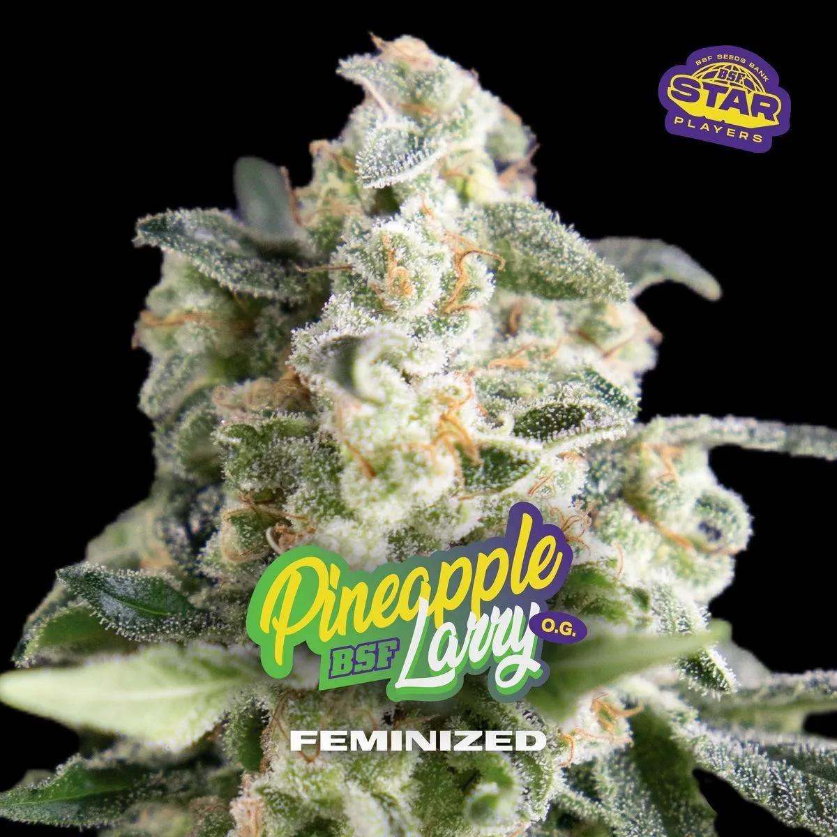 Pineapple Larry OG