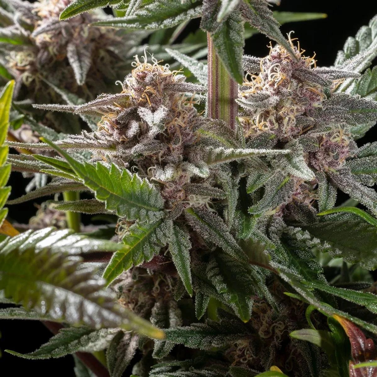 Pink Gelato