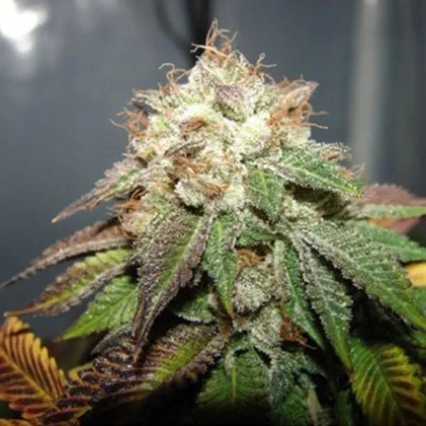 Pre 98 Bubba