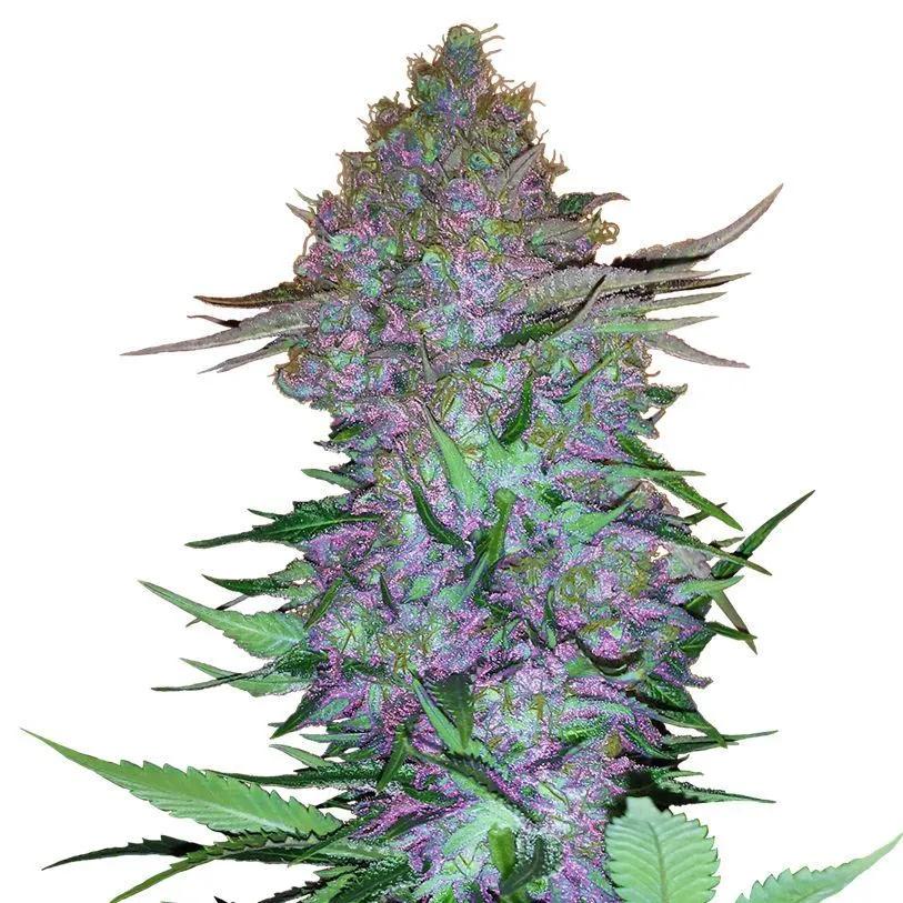Purple Skunk