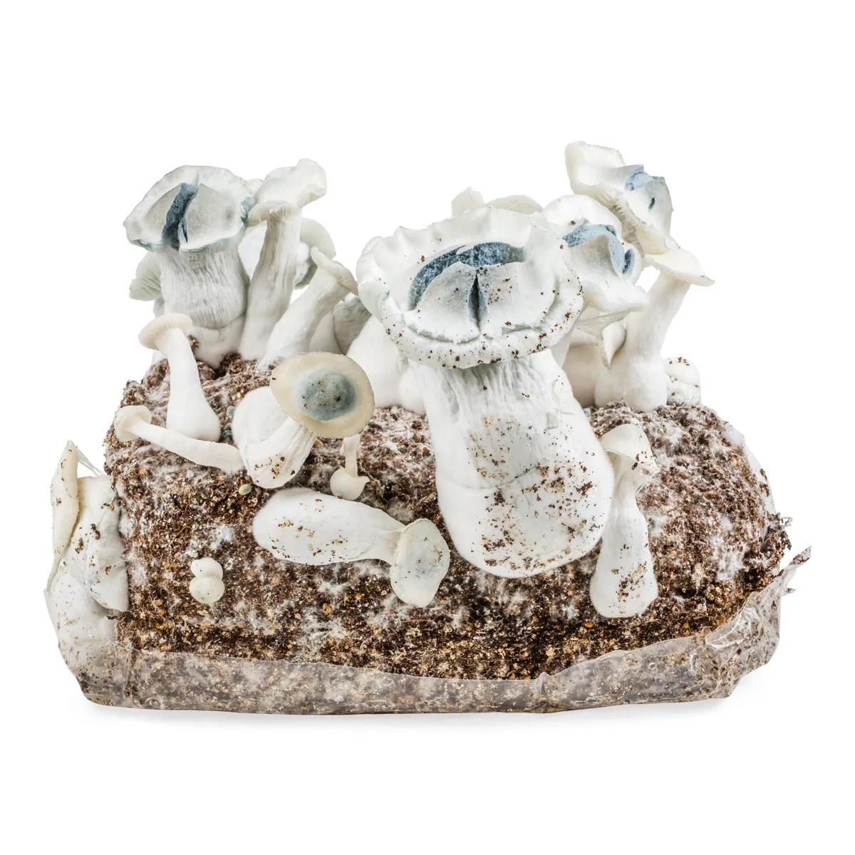 Ready-2-Grow odlingspåse 'APE'