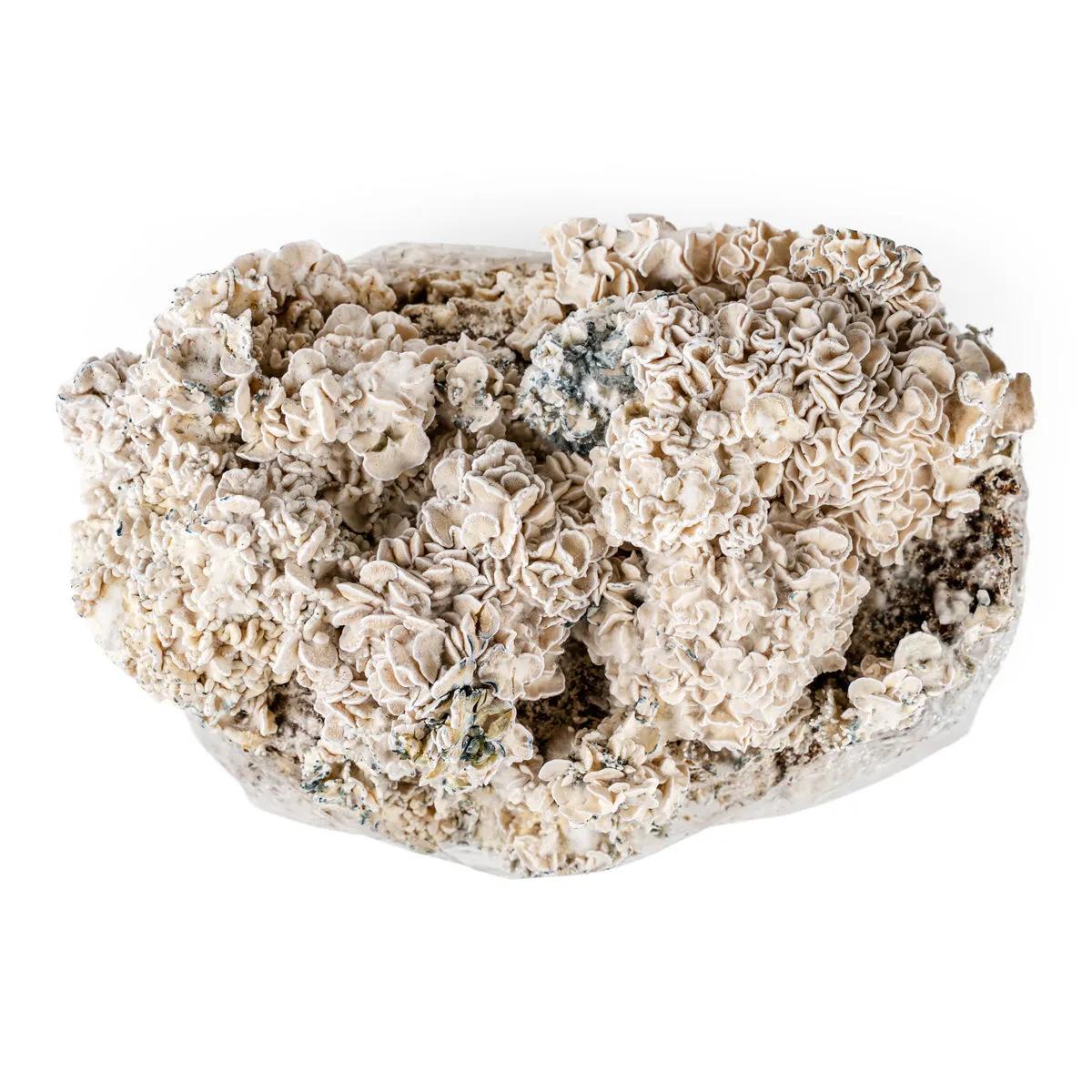 Ready-2-Grow Bag 'Enigma' odlingssats