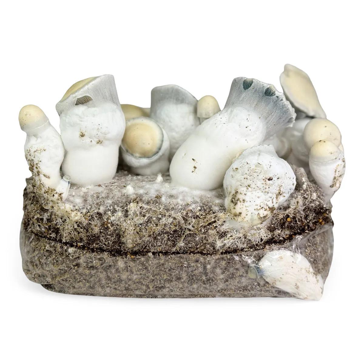 Ready-2-Grow-påse 'Jack Rabbit'