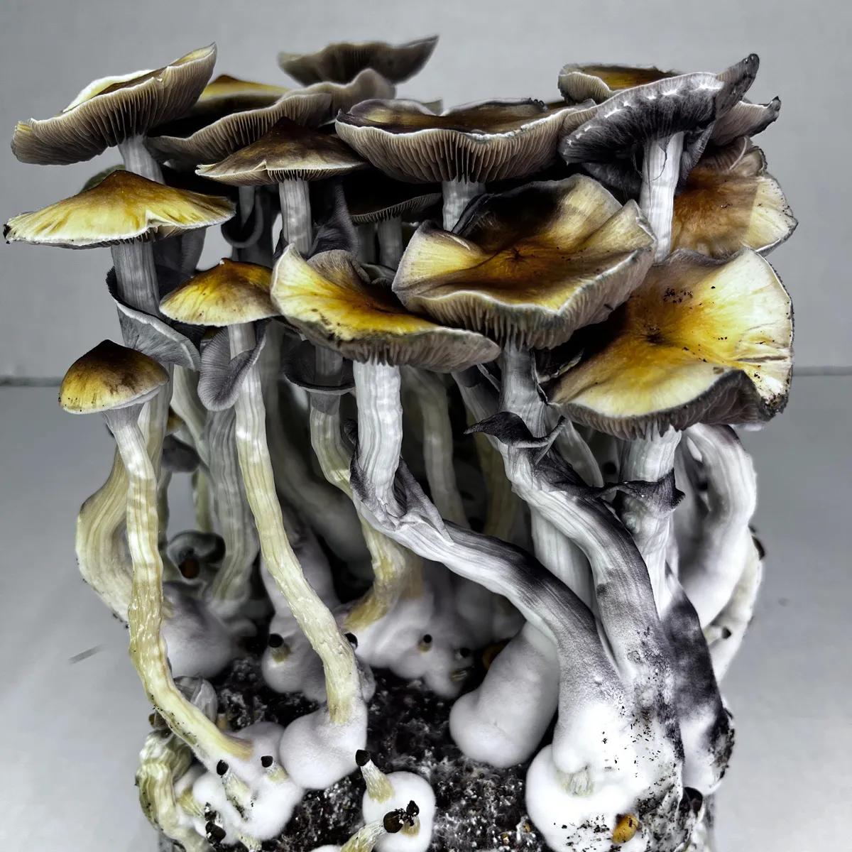 Ready-2-Grow Bag 'McKennaii'