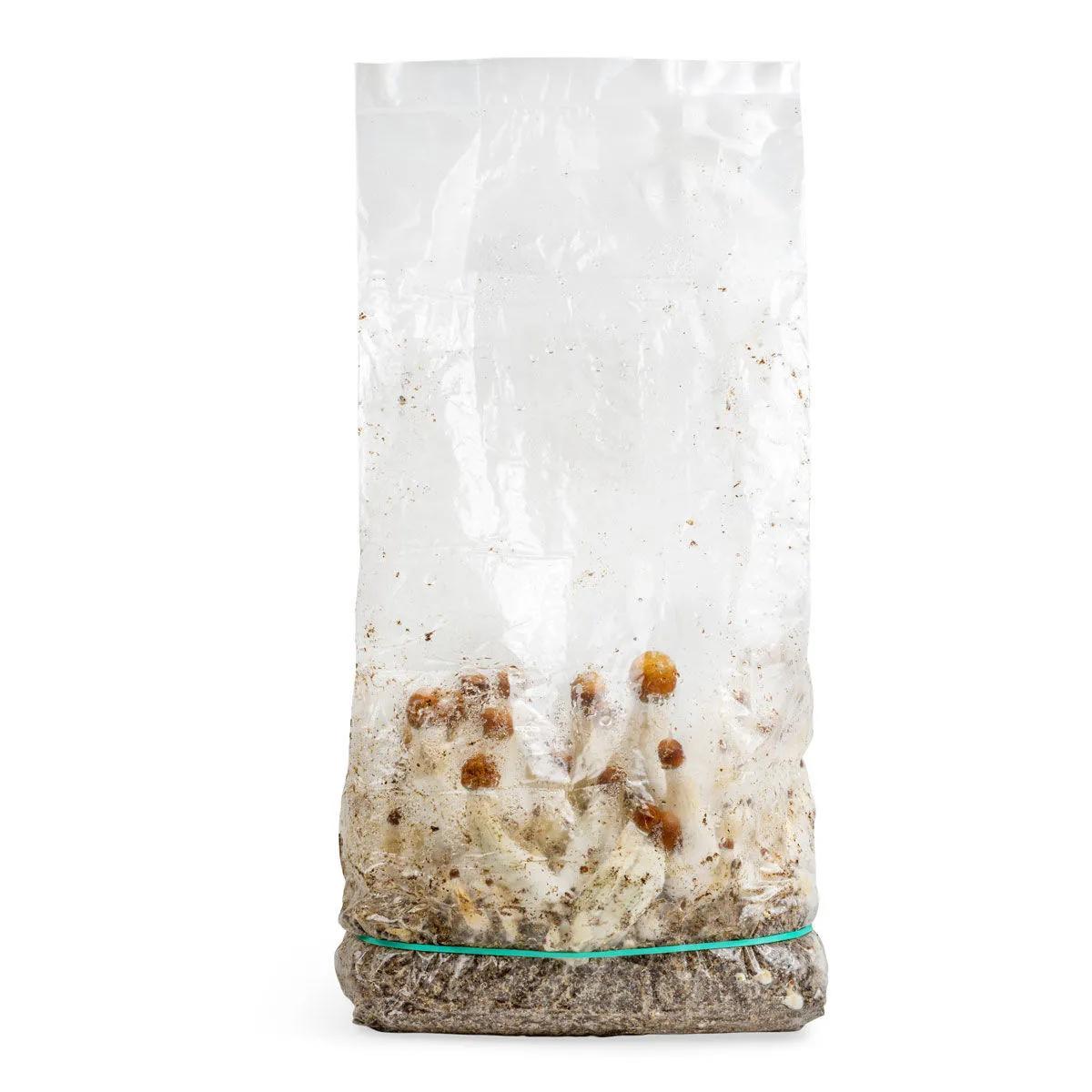 Ready-2-Grow Odlingspåse 'MVP'