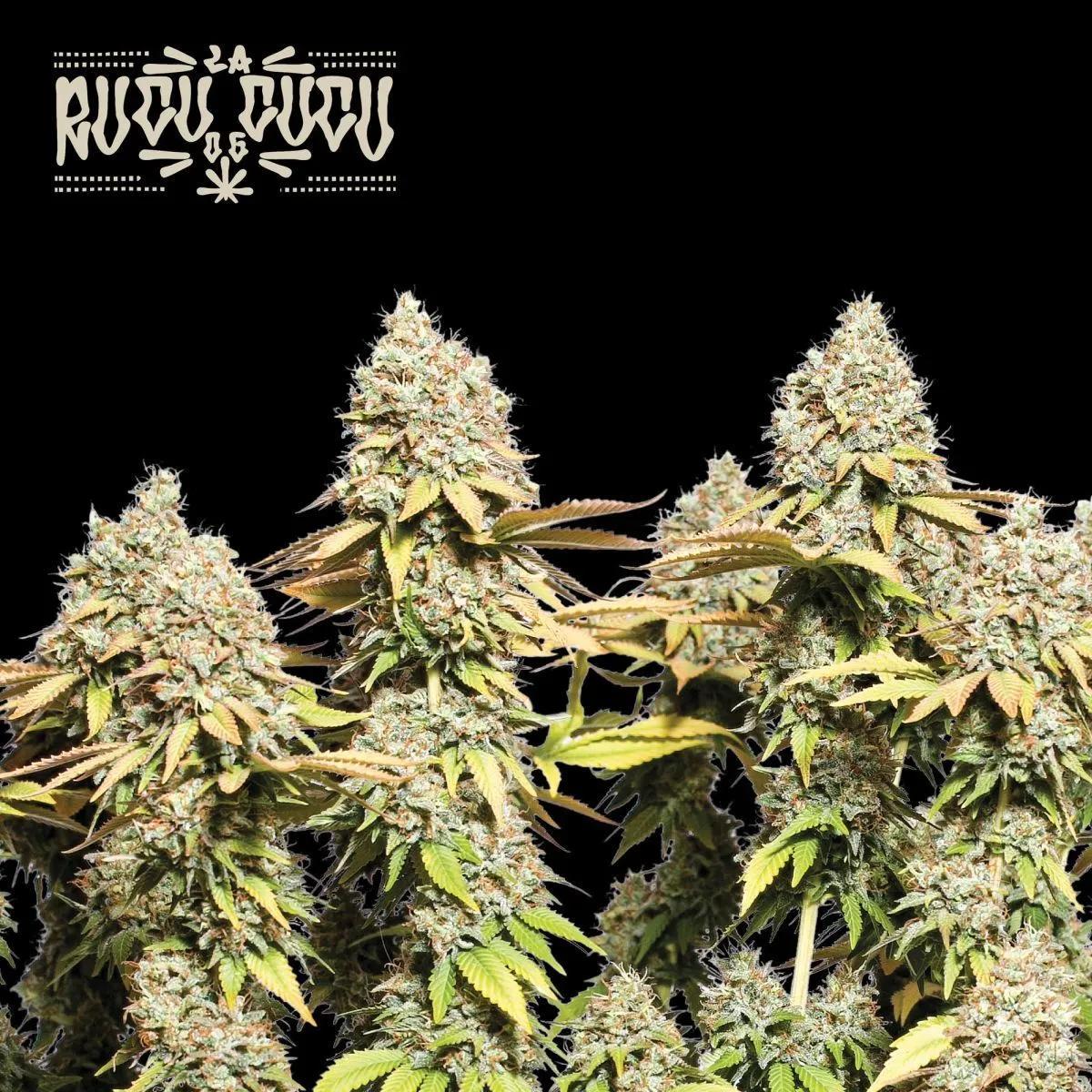 Rucu Cucu OG Auto (Seedstockers)