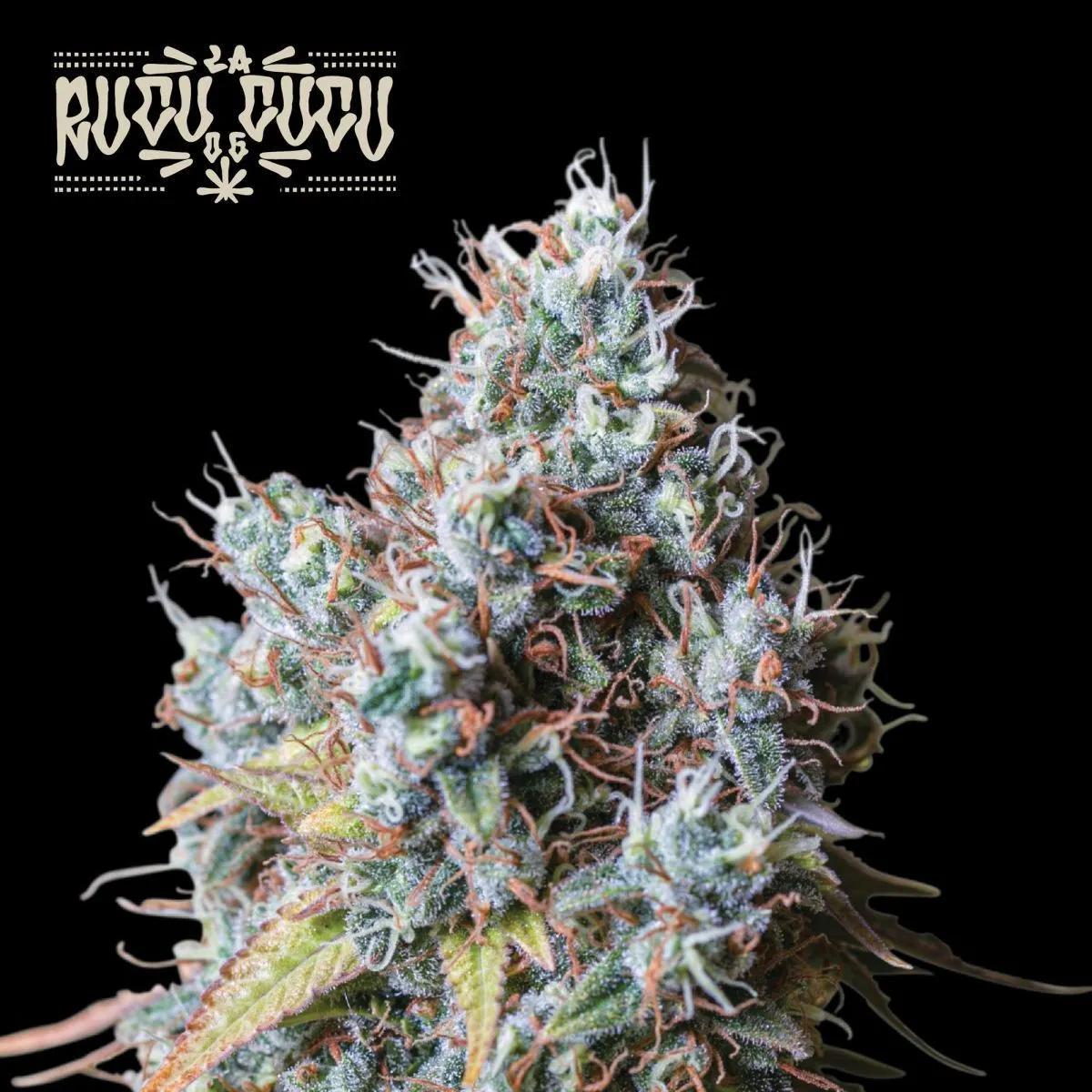 Rucu Cucu OG (Seedstockers)