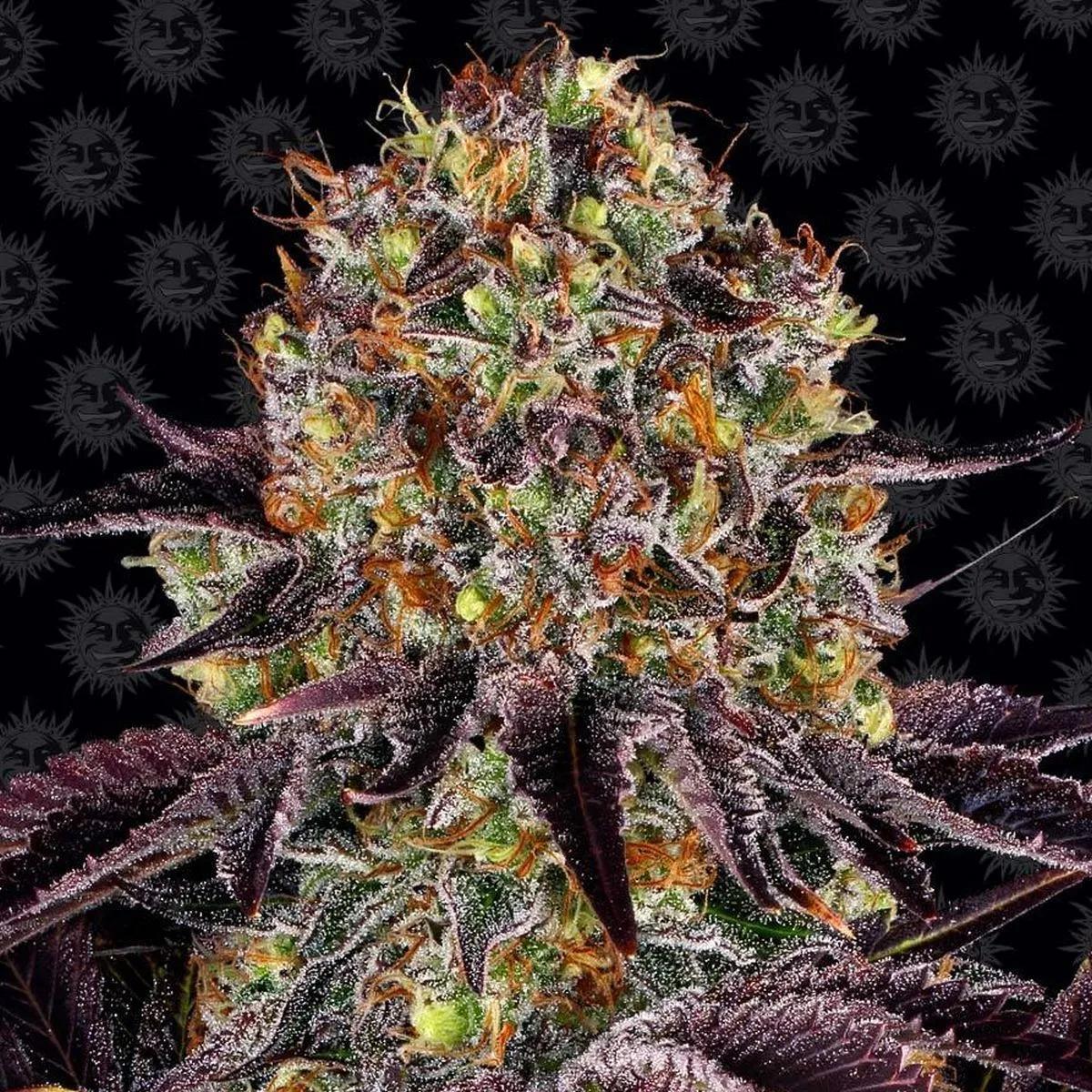 Runtz x Layer Cake
