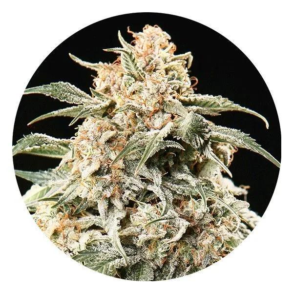 Semi Auto Mix (Top Tao Seeds)