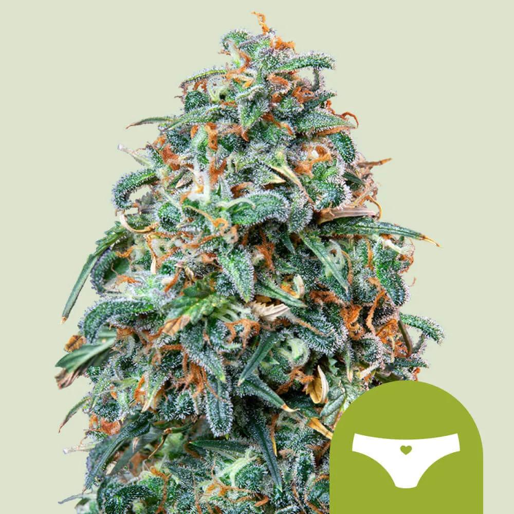 Sherbet Queen
