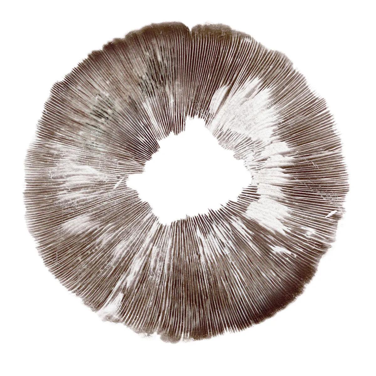 Sportryck Psilocybe cubensis Amazonas