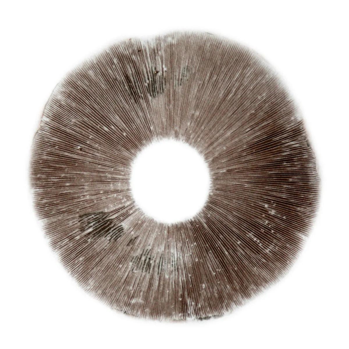 Sportryck Psilocybe Cubensis B+