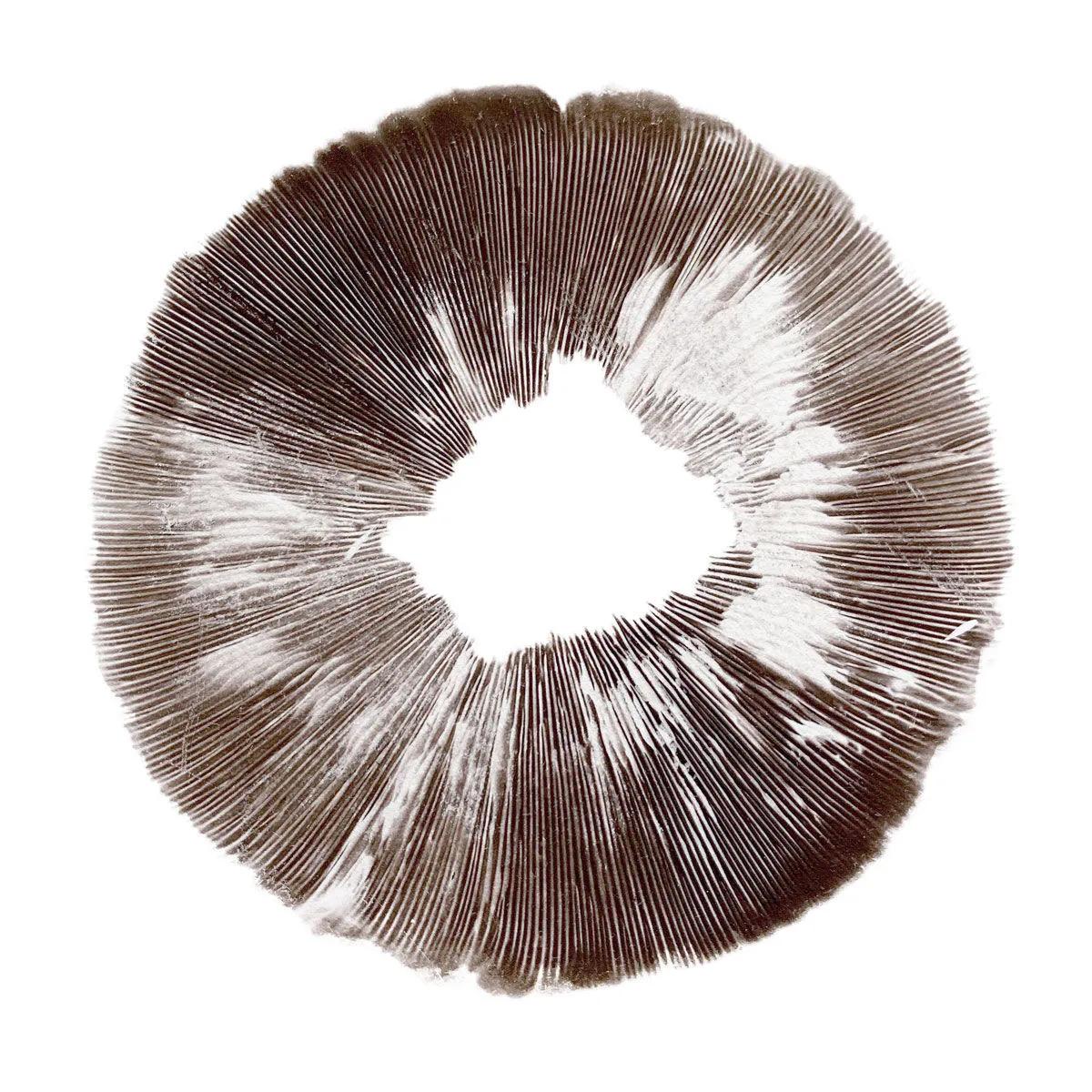 Sportryck Psilocybe cubensis McKennaii