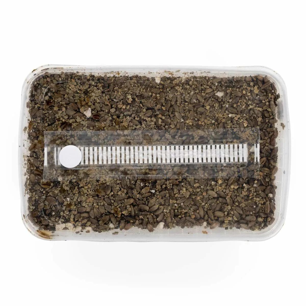 Steriliserat substratkit